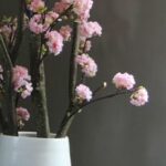 Kersen Bloesemboom Dubbel. Excl. pot  ± 150 cm