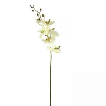 Orchidee Zachtgroen 85 cm