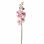 Orchidee Wit- Fuchsia  85 cm