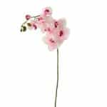 Orchidee Wit - Fuchsia 100 cm