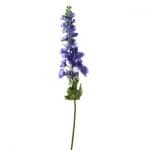 Ridderspoor Violet Blauw 70 cm