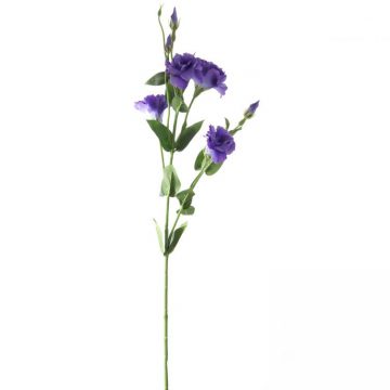 Eustoma Paars 80 cm