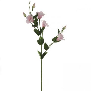 Eustoma Roze 80 cm