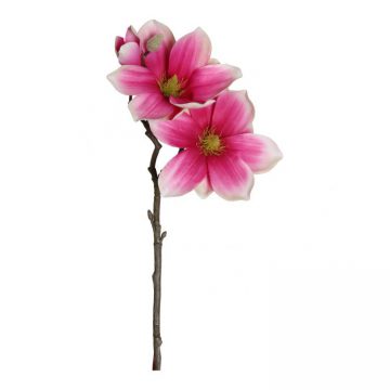 Magnolia Fuchsia 40 cm