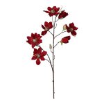 Magnolia Rood 75 cm