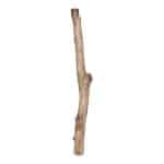 Oud Eikenstam 120 cm doorsnee ± 8 cm