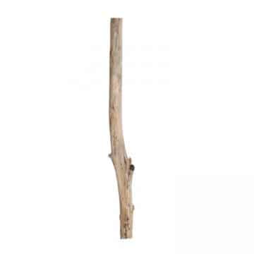 Oud Eikenstam 2 m