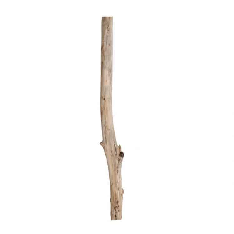 Oud Eikenstam 2 m