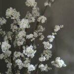 Witte Bloesemboom ± 150 cm (excl. pot)