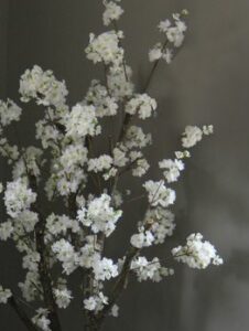 Witte Bloesemboom ± 150 cm (excl. pot)