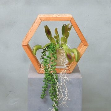 Hexa | Tropische Wildernis | 25cm