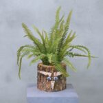 Eikenstammetje | Varenwoud | 30cm