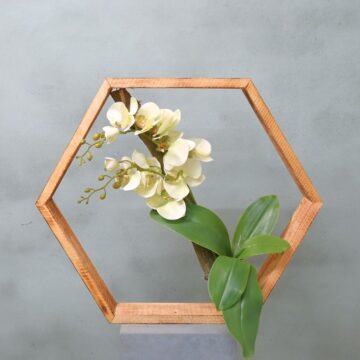 Hexa | Orchidee Geluk | 50cm