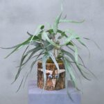 Eikenstammetje | Wilgenrust | 30cm