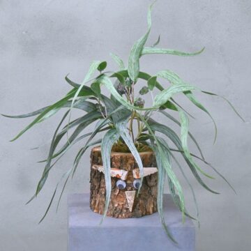 Eikenstammetje | Wilgenrust | 30cm