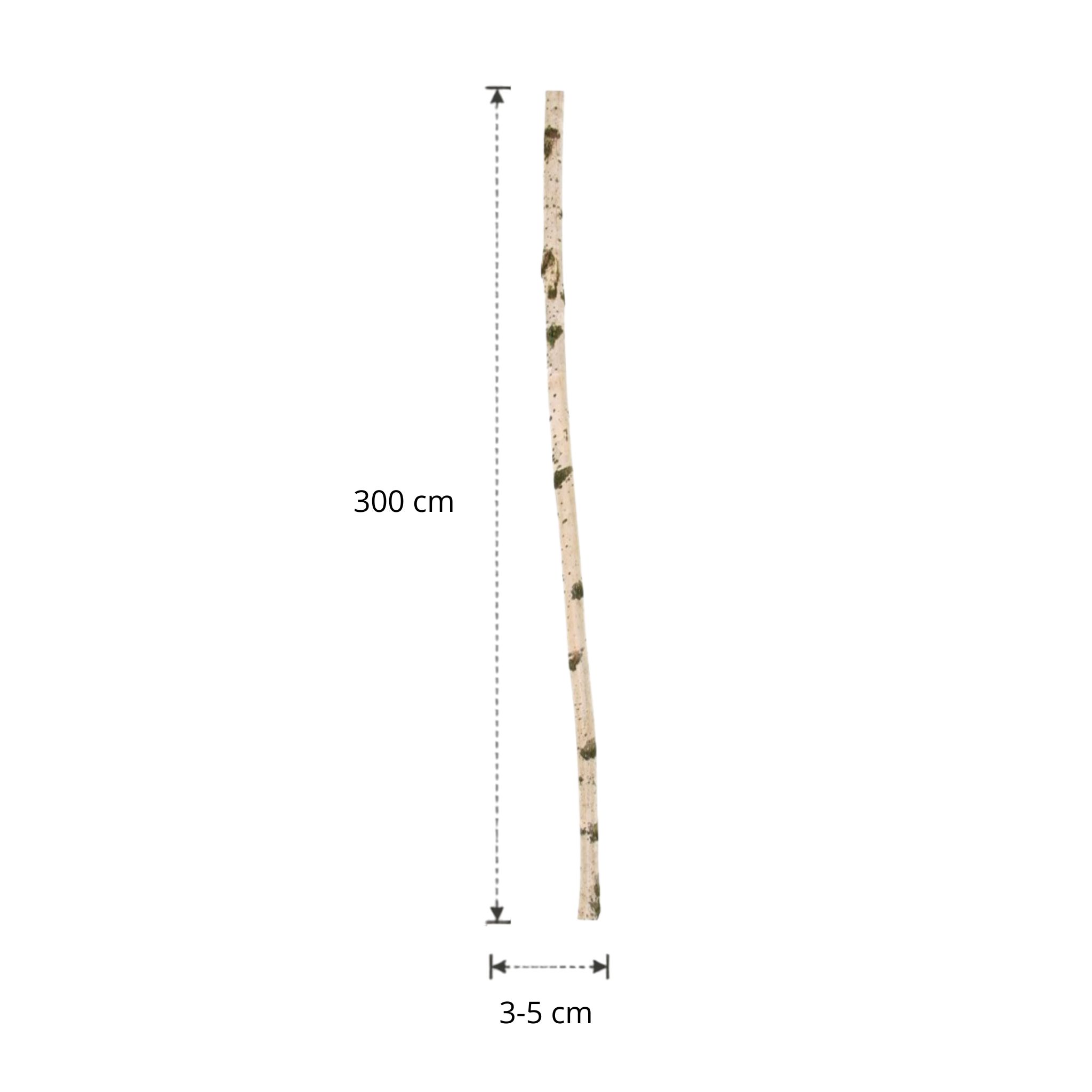 Berkenstam | 300 cm | Diameter van 3 tot 5 cm