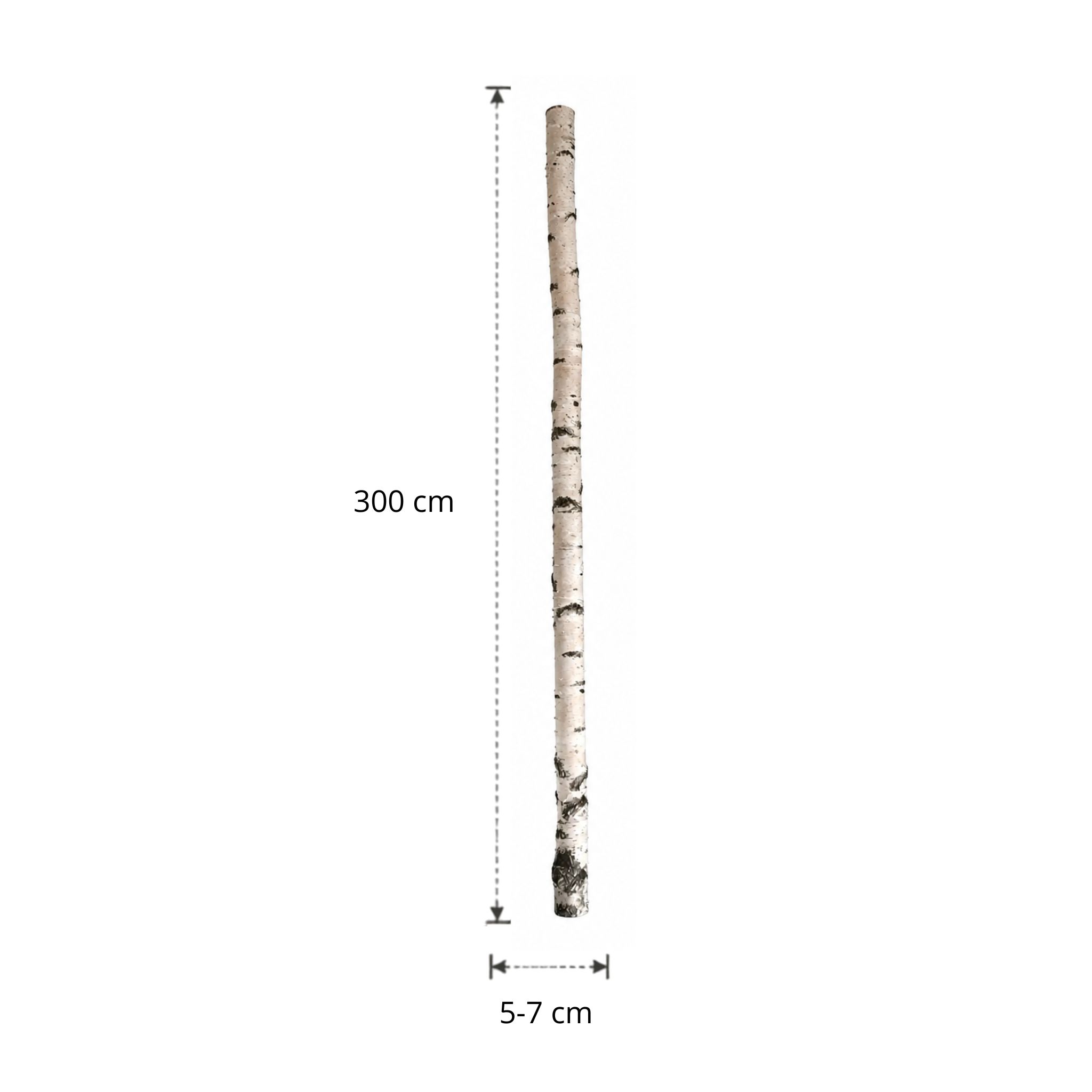 Berkenstam | 300 cm | Diameter van 5 tot 7 cm