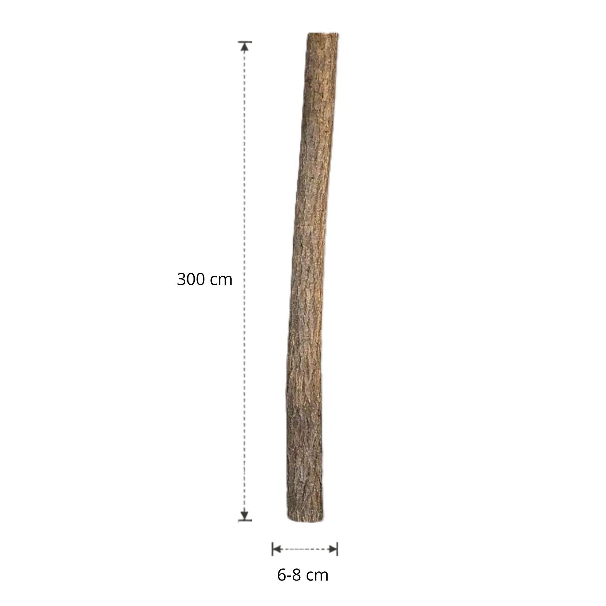 Lindenstam | 300 cm | Diameter van 6 tot 8 cm