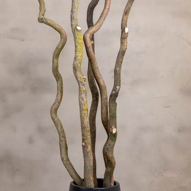 5 Robuuste Wilgentakken zonder pot 150cm (2)