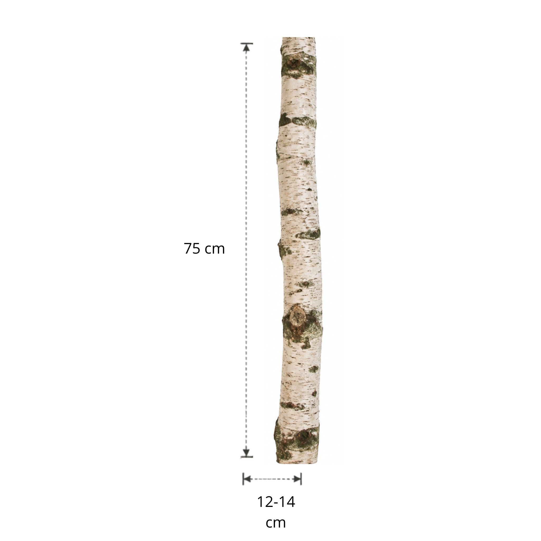 Berkenstam | 75 cm | Diameter van 12 tot 14 cm