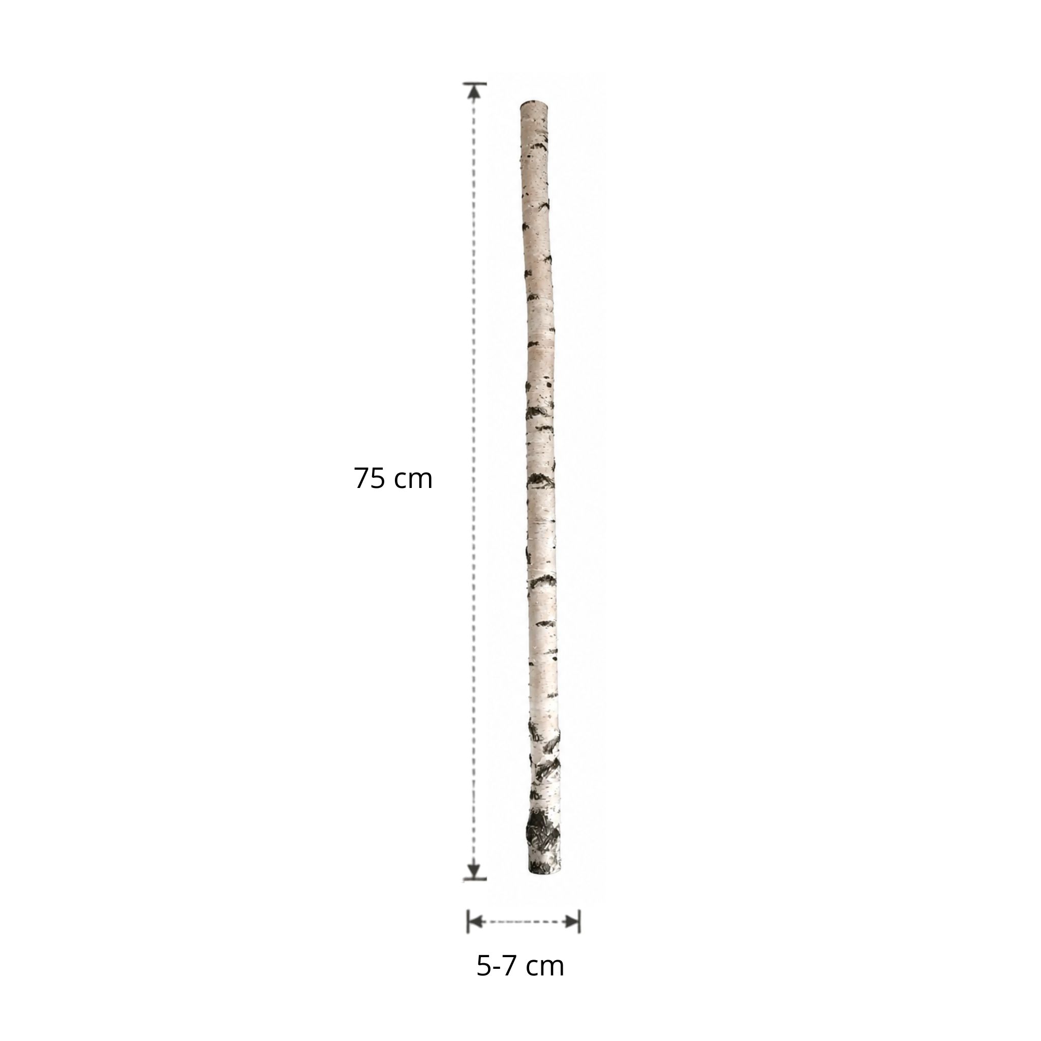 Berkenstam | 75 cm | Diameter van 5 tot 7 cm