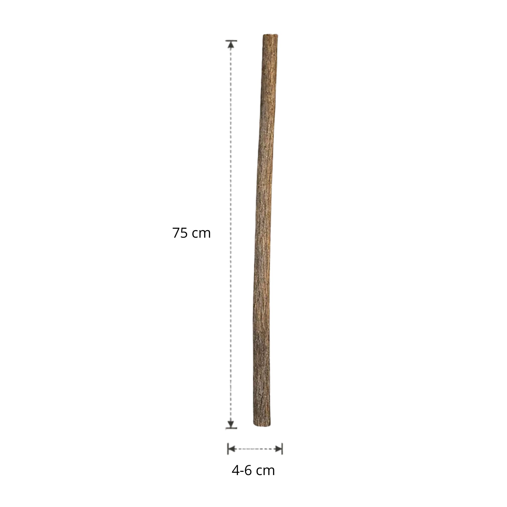 Lindenstam | 75 cm | Diameter van 4 tot 6 cm