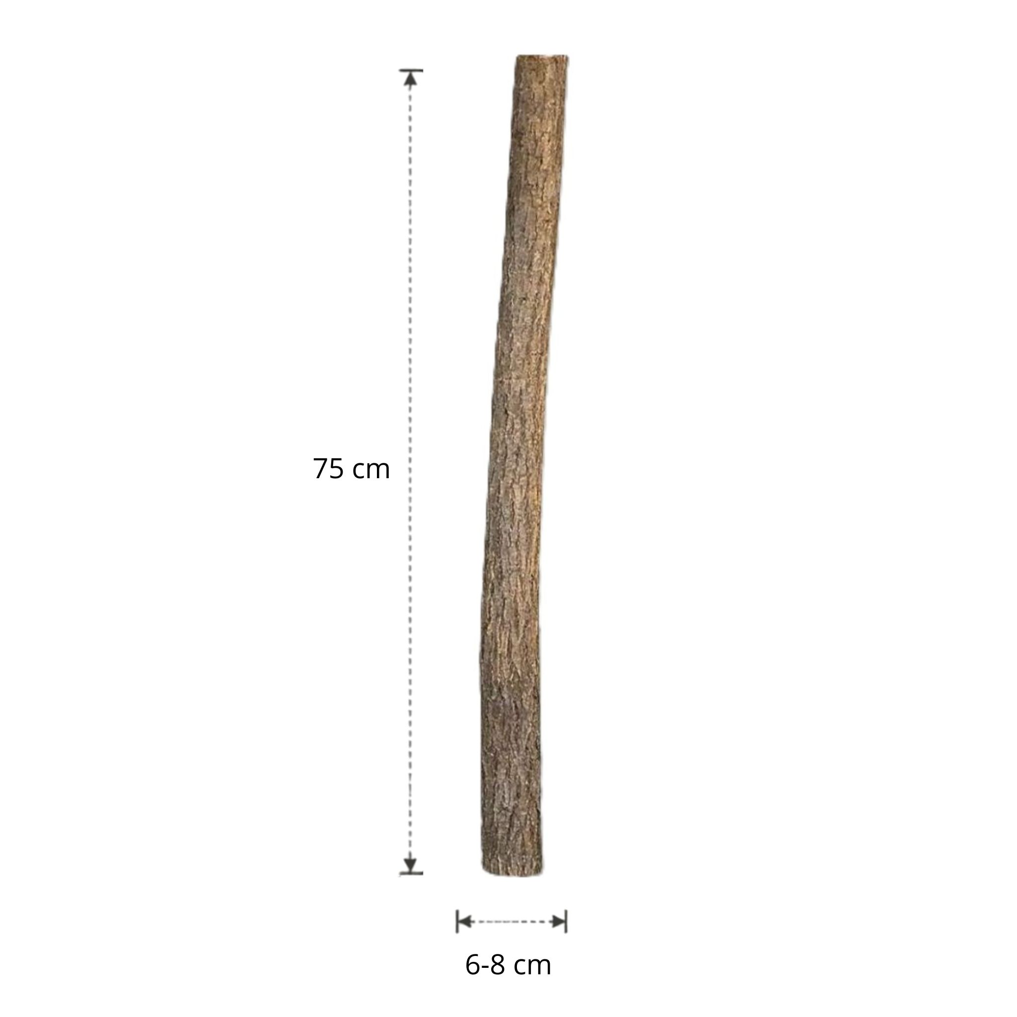 Lindenstam | 75 cm | Diameter van 6 tot 8 cm