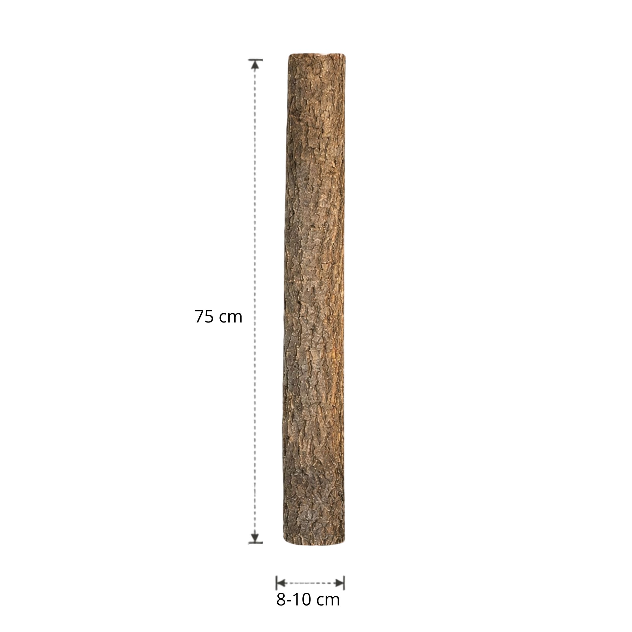 Lindenstam | 75 cm | Diameter van 8 tot 10 cm