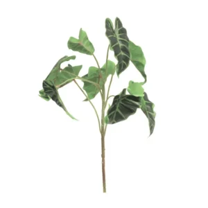 Alocasia 45cm