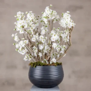 Appelbloesemstruik Alise Wit 65cm (1)