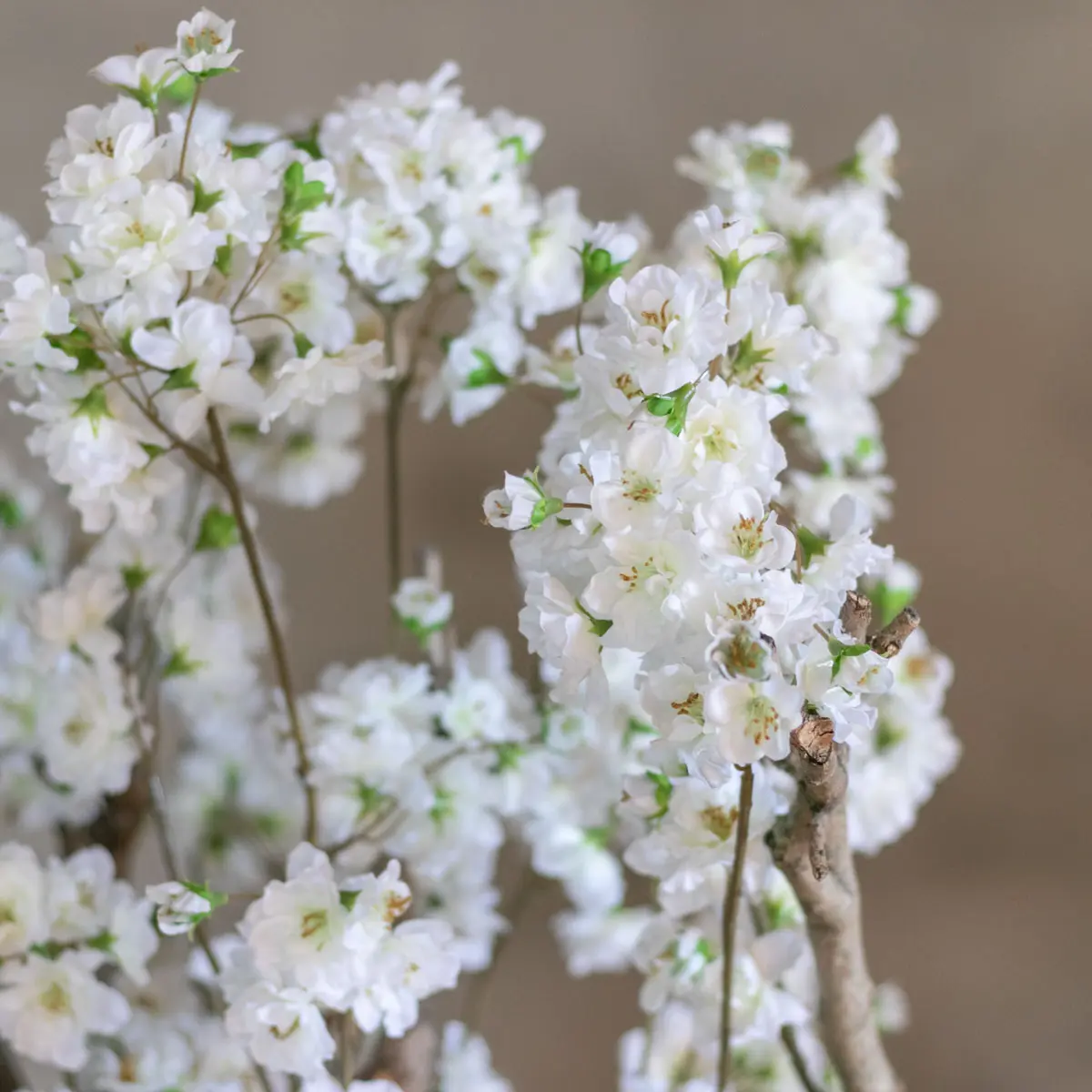 Appelbloesemstruik Alise Wit 65cm (3)