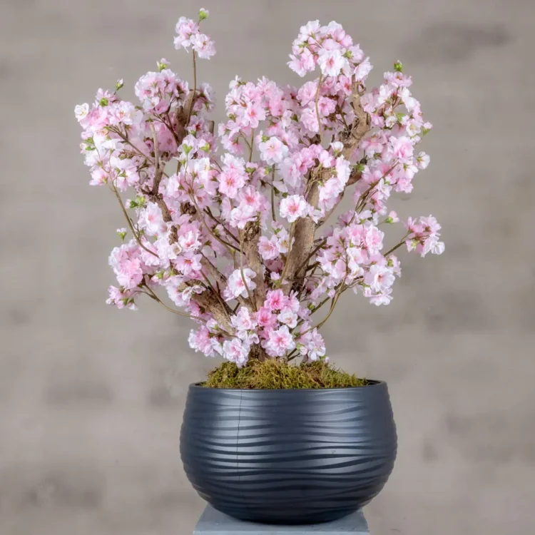 Appelbloesemstruik Annette Roze 65cm (1)