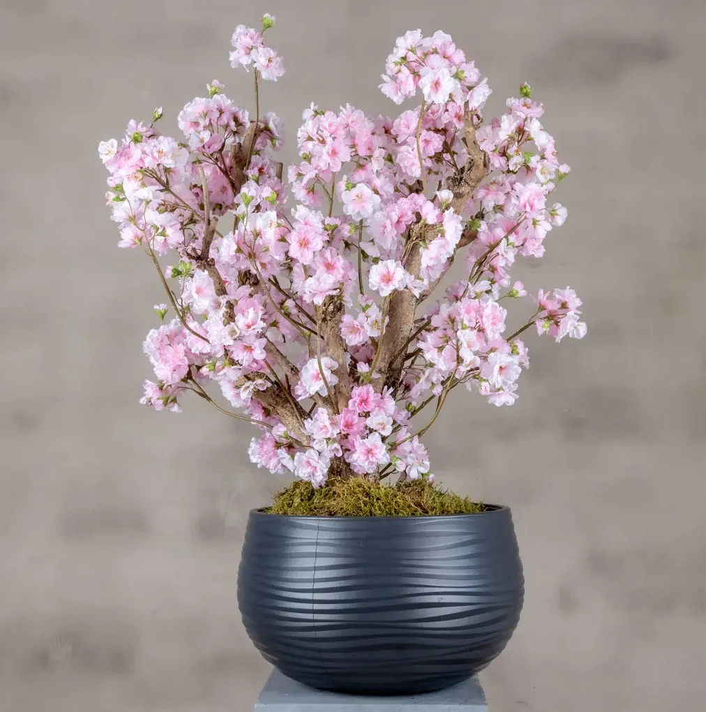 Appelbloesemstruik Annette Roze 65cm (1)