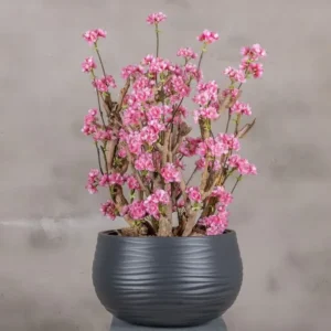 Appelbloesemstruik Else Felroze 65cm (1)