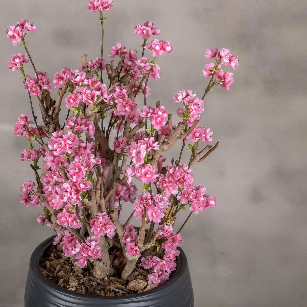 Appelbloesemstruik Else Felroze 65cm (2)