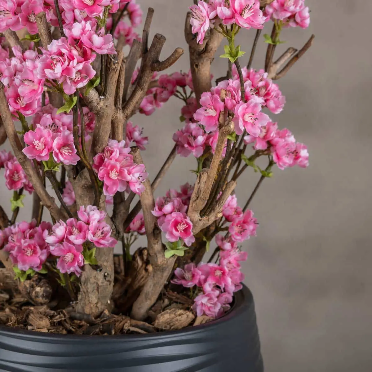 Appelbloesemstruik Else Felroze 65cm (3)