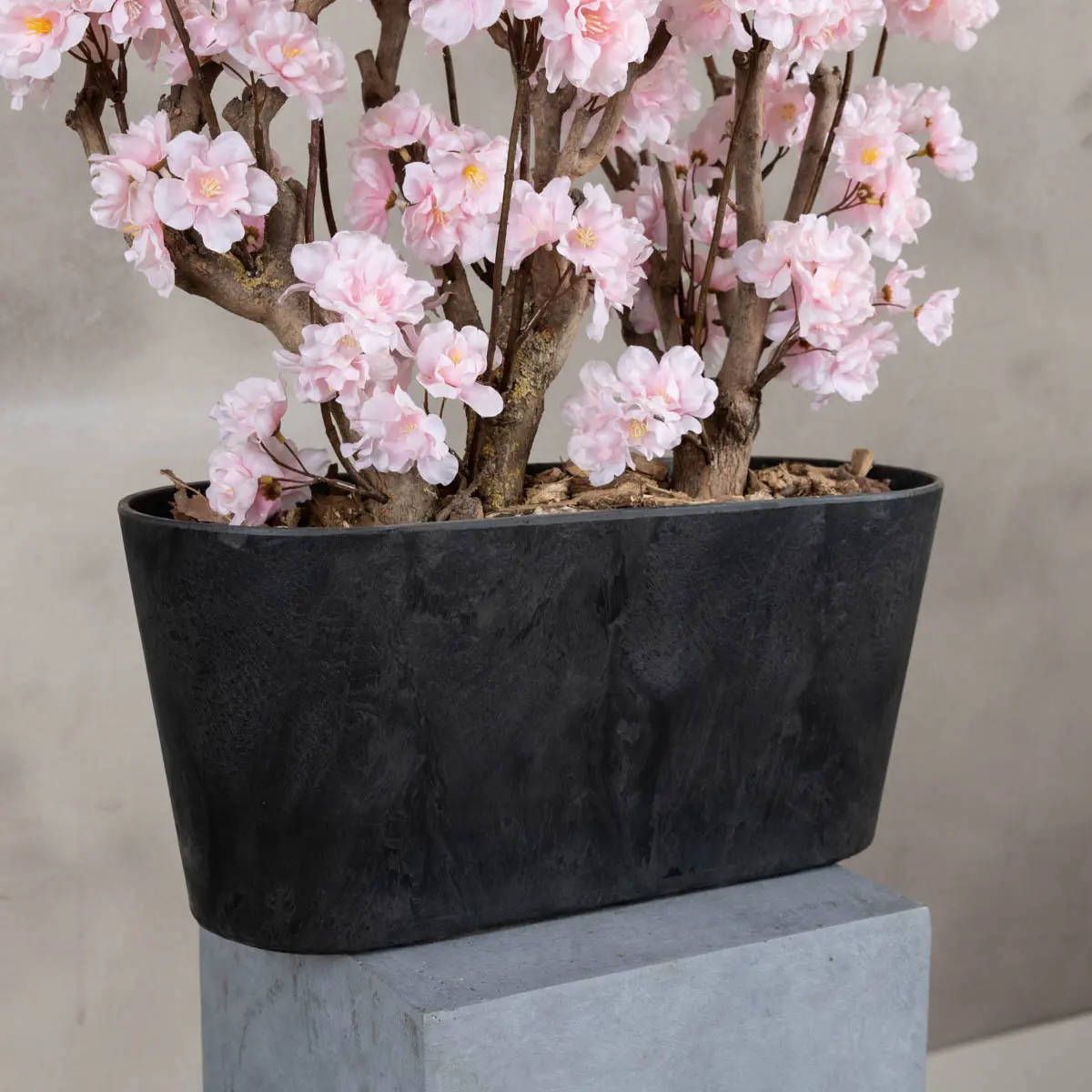 Appelbloesemstruik Gisele Roze 50cm onderaanzicht