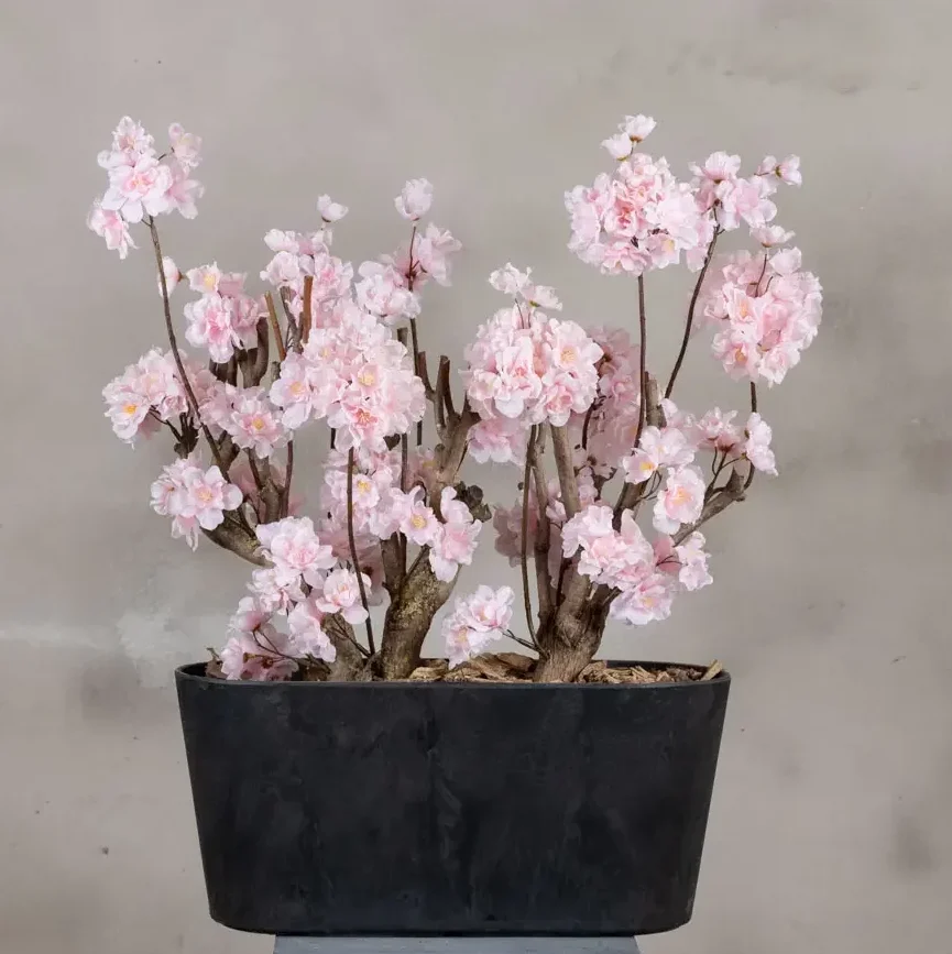 Appelbloesemstruik Gisele Roze 50cm vooraanzicht