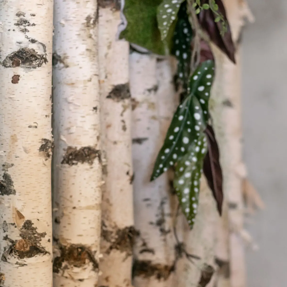 Berken Roomdivider Esben Met zwarte voet en kunstplantdecoratie, middenstuk