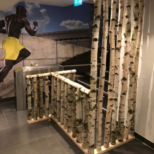 Berken-afzetting-bij-sportschool-Decoratietakken