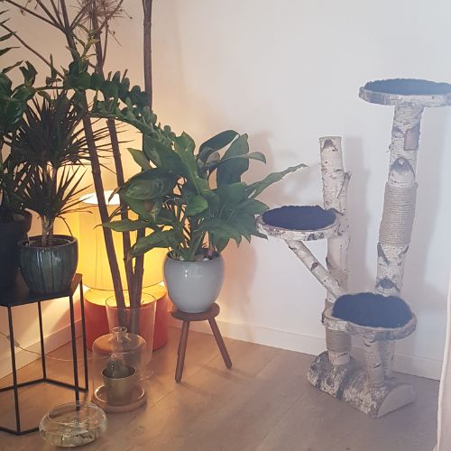 Berken-krabpaal-met-planten-interieur-Decoratietakken