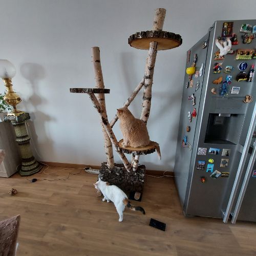 Berken-krabpaal-naast-koelkast-Decoratietakken