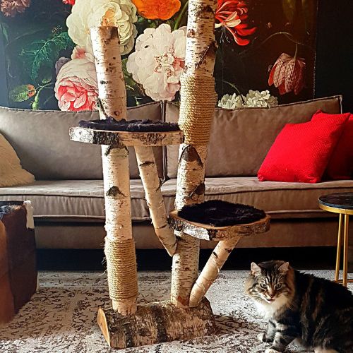 Berken-krabpaal-op-tapijt-Decoratietakken