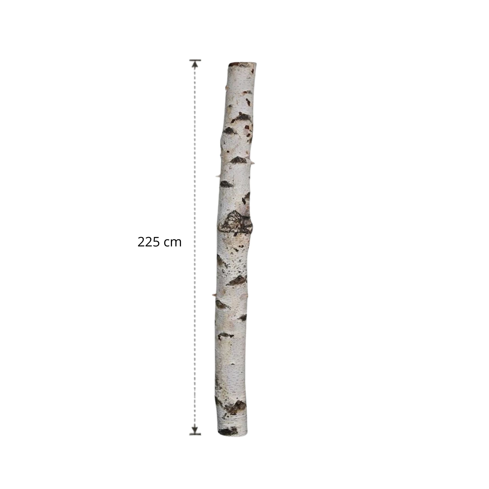 Berkenstam 225 cm