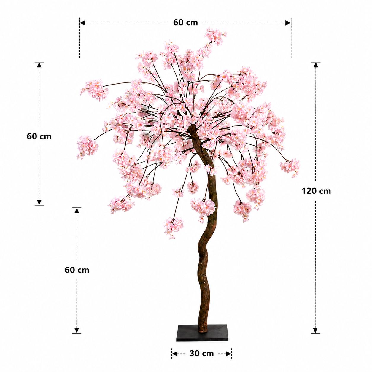 Bloesemboom Camile met afmetingen