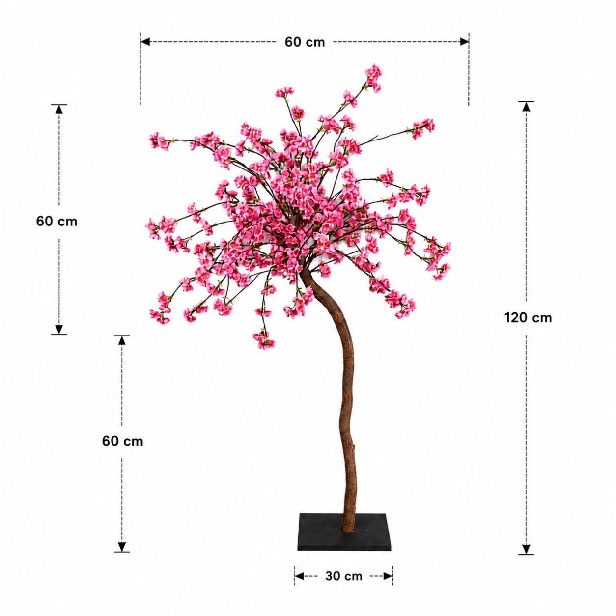 Bloesemboom Isolde met afmetingen