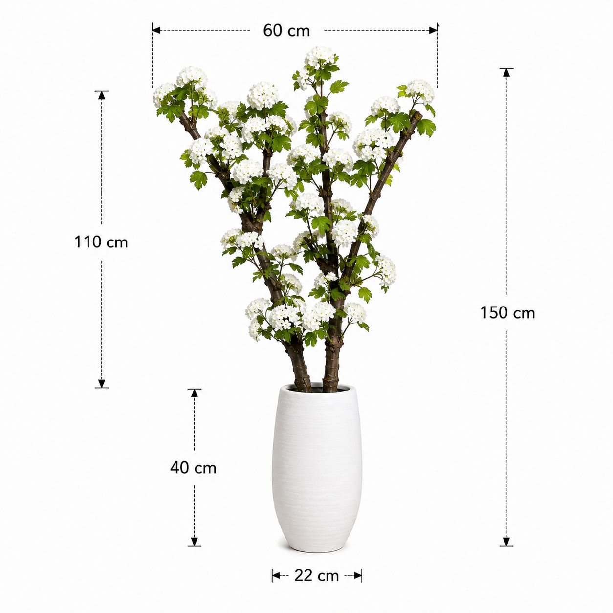 Bloesemboom Sneeuwbolhortensiaboom afmetingen