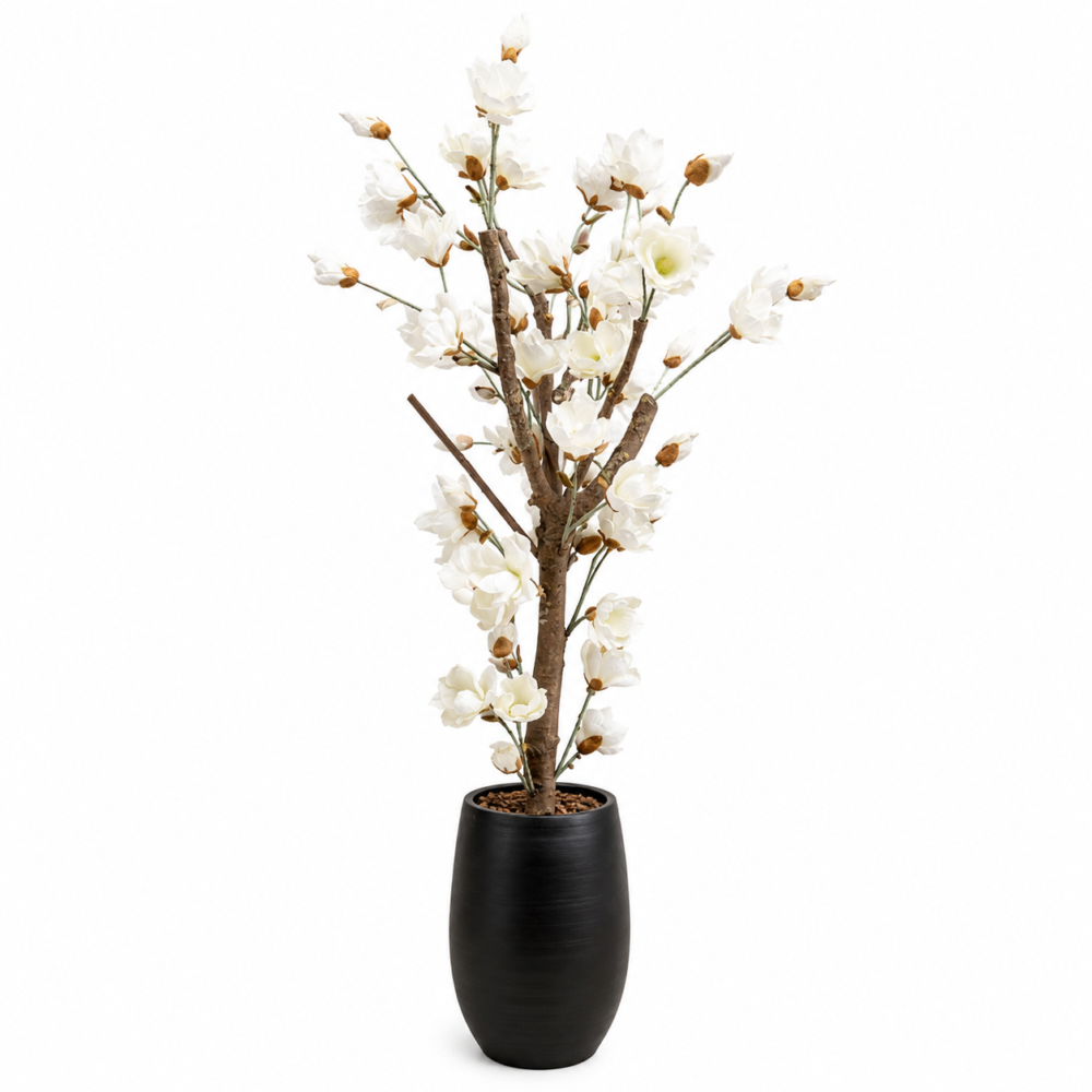 Magnoliaboom Valerie | Wit