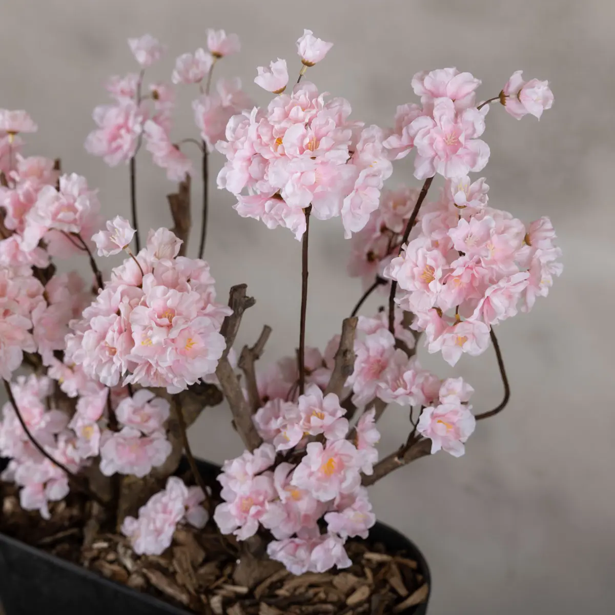 Bloesemstruik Babette Roze 70cm detailfoto