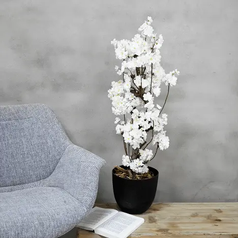 Bloesemstruik Juliette Wit 70cm (1)